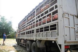 Trung Quốc dừng thu mua lợn mỡ từ Việt Nam: “Sập bẫy” chiêu cũ!?