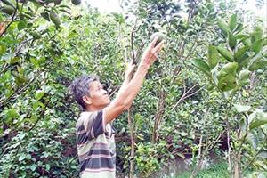 Phú An phát huy thế mạnh kinh tế vườn