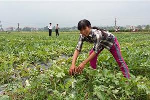 Nhờ chuyển đổi cơ cấu, nông dân Lục Nam: Thu nhập hàng trăm triệu đồng/hộ/năm