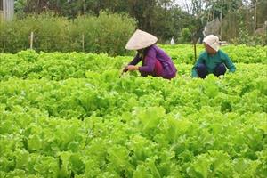 Triệu Phong mở rộng vùng chuyên canh rau an toàn