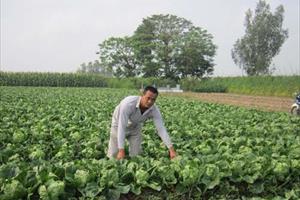 An Giang: Thu nhập cao từ trồng cải bẹ dún