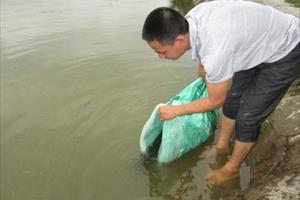 Bắc Giang: Nuôi cá rô phi VietGAP gắn với tiêu thụ sản phẩm