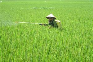 Cần Thơ: Đẩy mạnh áp dụng “3 giảm, 3 tăng” trong sản xuất lúa hàng hóa