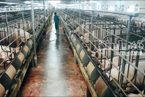 Trung Quốc hạn chế mua: Giá lợn hơi tuột dốc