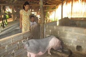 Thái Nguyên: Hiệu quả từ nuôi lợn Móng Cái sinh sản