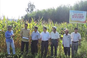 Bình Định trồng ngô lai thâm canh trên đất lúa chuyển đổi