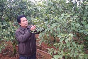 HLV Bắc Giang: Hỗ trợ hội viên làm giàu bền vững