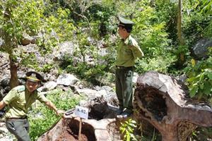 Đà Nẵng: Sự thật vụ phá rừng ở bán đảo Sơn Trà