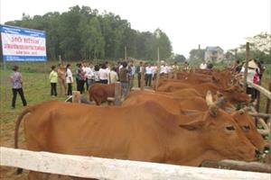 Dự án cải tạo chất lượng đàn bò địa phương bằng kỹ thuật thụ tinh nhân tạo ở Thái Nguyên: Cần nhân rộng