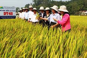 Quảng Ngãi: Tái cơ cấu ngành nông nghiệp gắn với xây dựng nông thôn mới