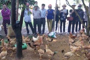 Hiệu quả mô hình chăn nuôi gà thả vườn, đồi ở Nghệ An