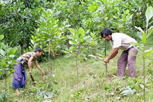 Nâng cao hiệu quả dịch vụ môi trường rừng: Thu đúng, thu đủ và minh bạch thu - chi