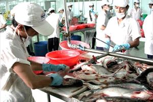 Để phát huy lợi thế của sản phẩm cá tra Việt Nam: Cần hợp tác chặt chẽ