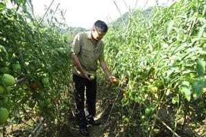 Trồng cà chua sớm ở Cao Bằng: Hướng đi mới hiệu quả