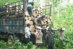 Thương nhân Trung Quốc ồ ạt mua gỗ cao su: Cần cẩn trọng