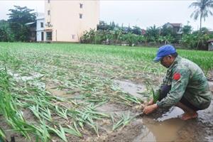 Người trồng hoa Phú Yên khóc theo mưa lũ