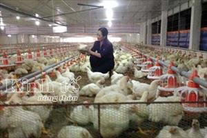Phát triển chăn nuôi ở Hà Nội: Những điểm nhấn ấn tượng