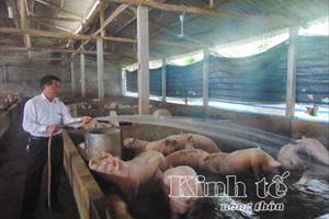 Tuyên Quang: Ưu tiên phát triển kinh tế trang trại