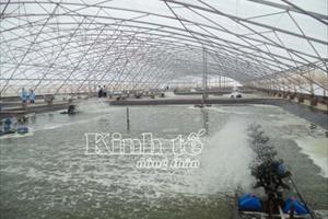 Xây dựng khu nuôi trồng thủy sản ứng dụng công nghệ cao ở Bạc Liêu: Xu thế tất yếu