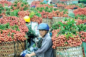 Thương hiệu cho trái cây Việt: Quẩn quanh và bế tắc!