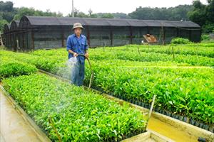 Tái cơ cấu nông nghiệp ở Tuyên Quang: Nhiều giải pháp khai thác lợi thế