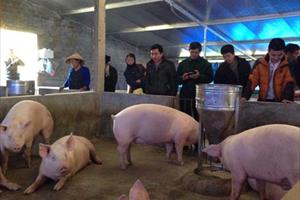 Nuôi lợn thương phẩm an toàn trong nông hộ: Hiệu quả nhiều mặt