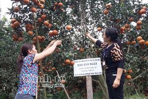 Không hiểu kỹ sinh lý của cây, người trồng cam Hàm Yên và Bắc Quang thiệt hại lớn!