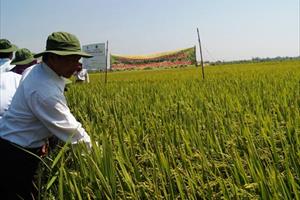 Liên kết sản xuất và tiêu thụ hạt giống lúa