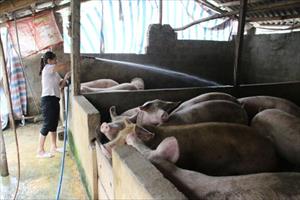 Giá lợn hơi giảm: Hệ lụy từ nuôi theo phong trào