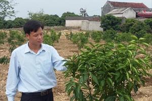 Chặt vải thiều để trồng cây có múi ở Bắc Giang: Cần thận trọng!