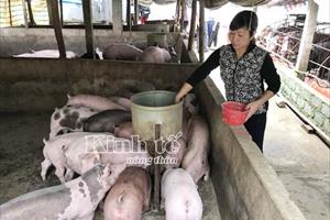 Giá lợn hơi thấp nhất thế giới mà không người mua: Đâu là giải pháp?
