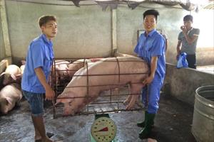 Giải cứu ngành chăn nuôi lợn: Cần một giải pháp căn cơ và đồng bộ