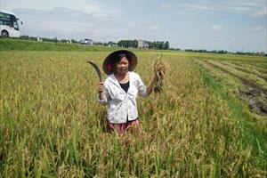Thiên ưu 8 nhiễm bệnh đạo ôn cổ bông, Hà Tĩnh mất 1/3 sản lượng lúa