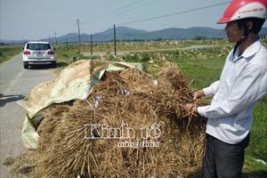 Lúa Thiên ưu 8 bị đạo ôn cổ bông trên diện rộng ở Hà Tĩnh: Ngành chức năng lúng túng!