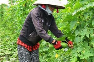 Hiệu quả chuyển đổi cây trồng cạn ở Quảng Ngãi