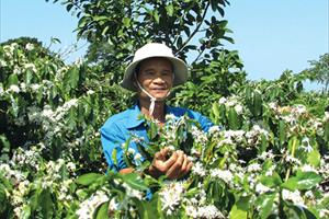 Lâm Đồng chủ động ứng phó với biến đổi khí hậu cho cây cà phê