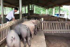 Dịch bệnh trên đàn gia súc, gia cầm ở Bình Định: Nguy cơ bùng phát cao