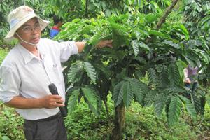 Bình Thuận cải tạo vườn cà phê bằng phương pháp ghép mắt