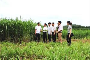 Hiệu quả “kép” từ mô hình trồng cỏ nuôi bò ở Ninh Bình