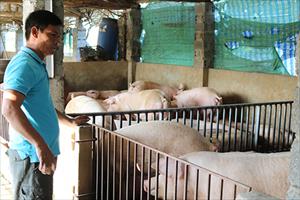 Hà Nội: Định hướng người chăn nuôi lựa chọn thức ăn sinh học