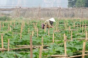 Agribank Tân Lạc: Đẩy mạnh cho vay nông nghiệp, nông thôn
