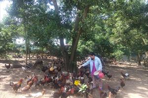 Hà Nội: Nhiều thế mạnh để xuất khẩu gà