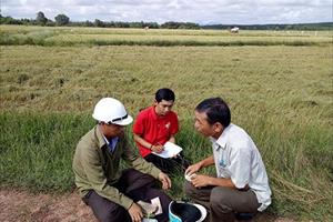 Xây dựng thương hiệu “gạo hữu cơ”​ trên đồng đất Quảng Trị