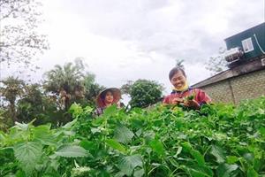 Trồng rau gia vị ở Hà Tĩnh: Đầu tư ít, lợi nhuận cao
