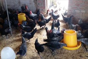 Nuôi gà Ai Cập hướng trứng trên nền đệm lót sinh học ở Tam Phước: Lãi cao, gà ít bệnh