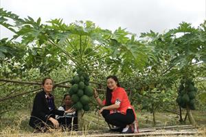 Gặp nữ giáo dân giỏi làm vườn ở Quế Võ