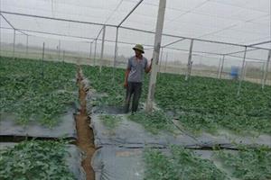 Bắc Ninh: Liên kết chuỗi trong sản xuất nông nghiệp công nghệ cao