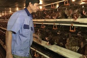 HLV Bắc Ninh: Đẩy mạnh phát triển kinh tế trang trại