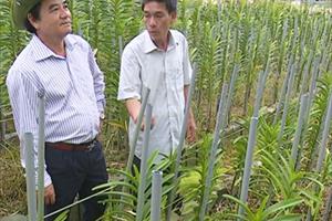 Bình Sơn: Phát triển sản xuất gắn với tái cơ cấu ngành nông nghiệp
