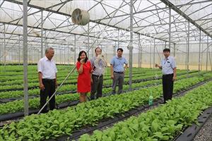 Sản xuất hữu cơ: Hướng đi của nông nghiệp Việt
